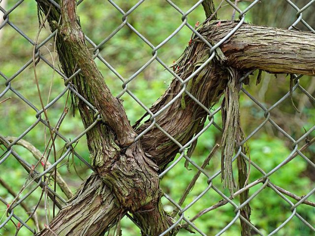 Large tree roots damaging timber fences